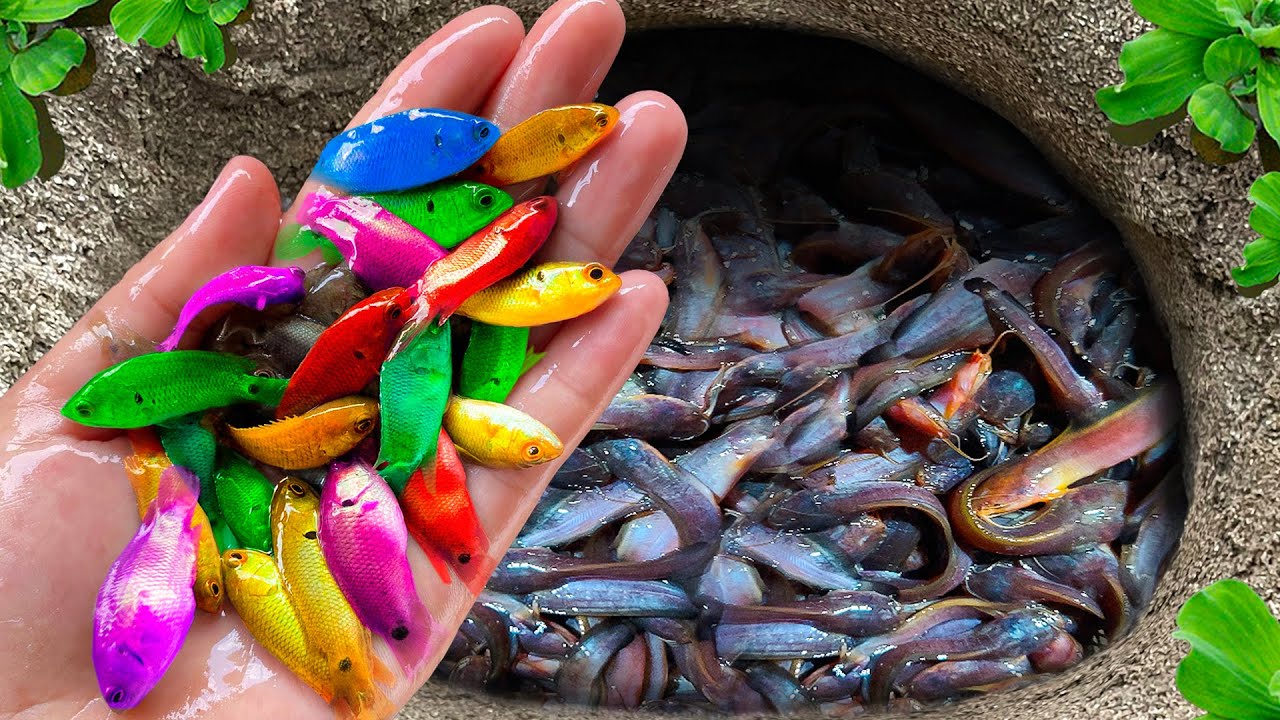 Catch Stunning Freshwater Aquarium Fish In Tiny Pond, Angelfish, Baby Turtle | Relaxing Fish Video