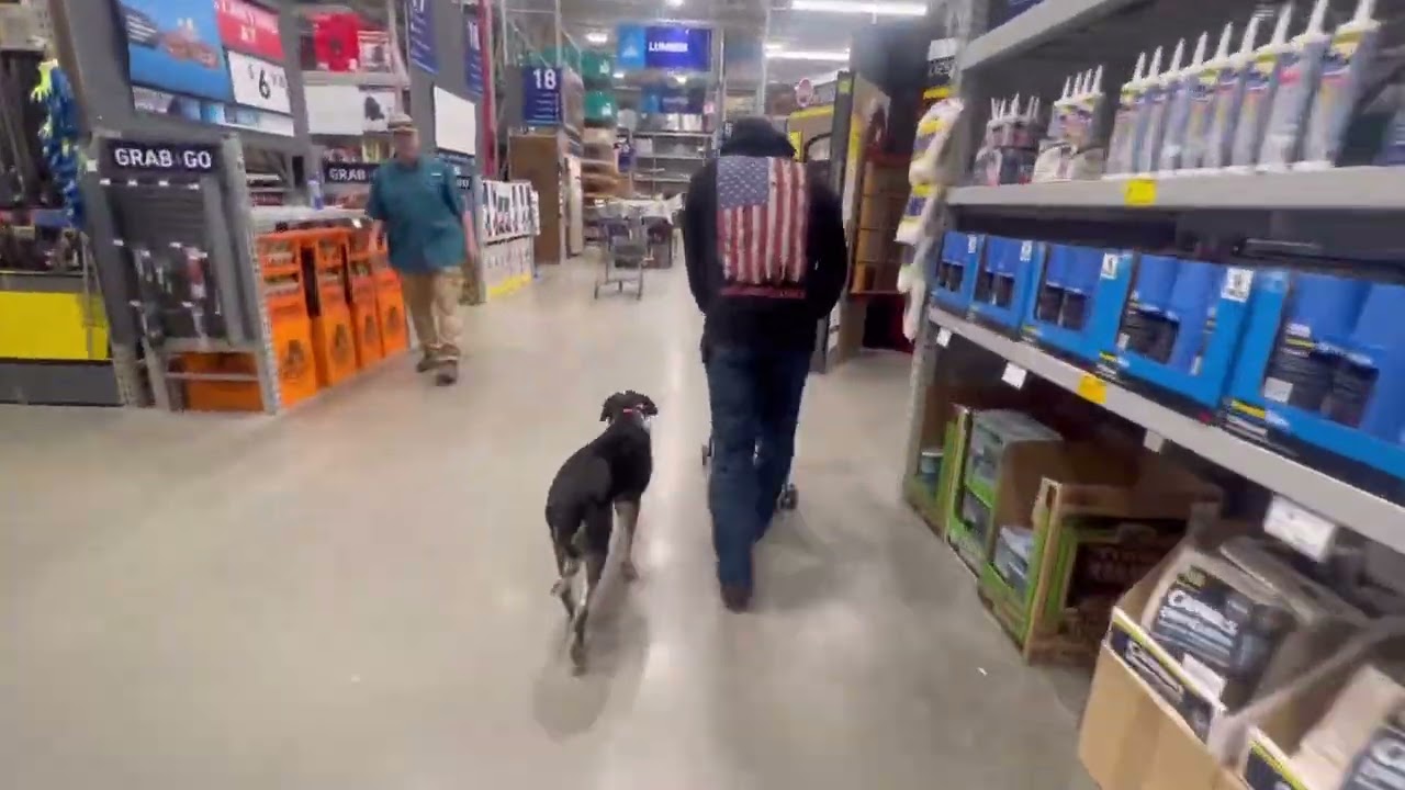 Vader | Blue Heeler | AZ Dog Trainers