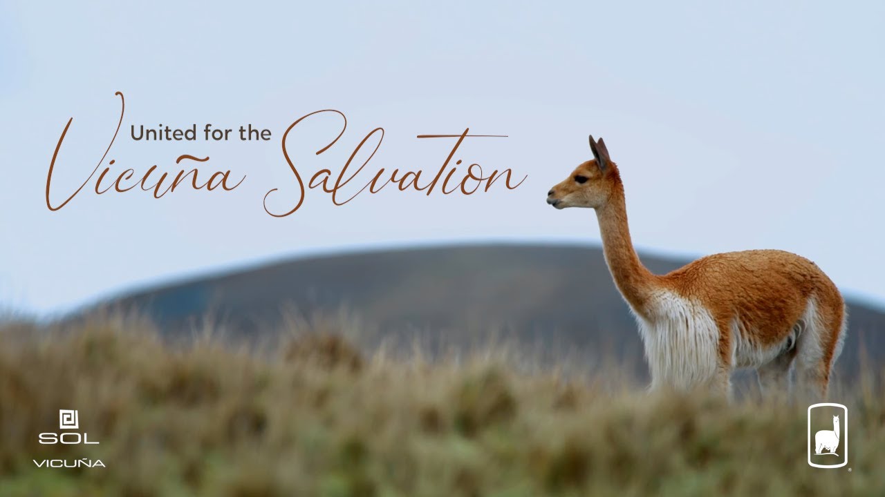 United for the Vicuña Salvation: La Historia de los Camélidos - Derek Michell