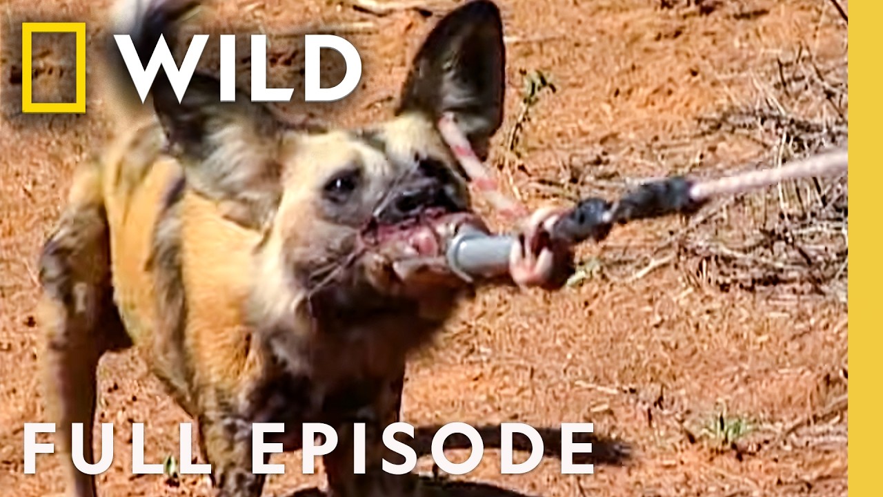 Bite Force (Full Episode) | Dangerous Encounters | Nat Geo Animals