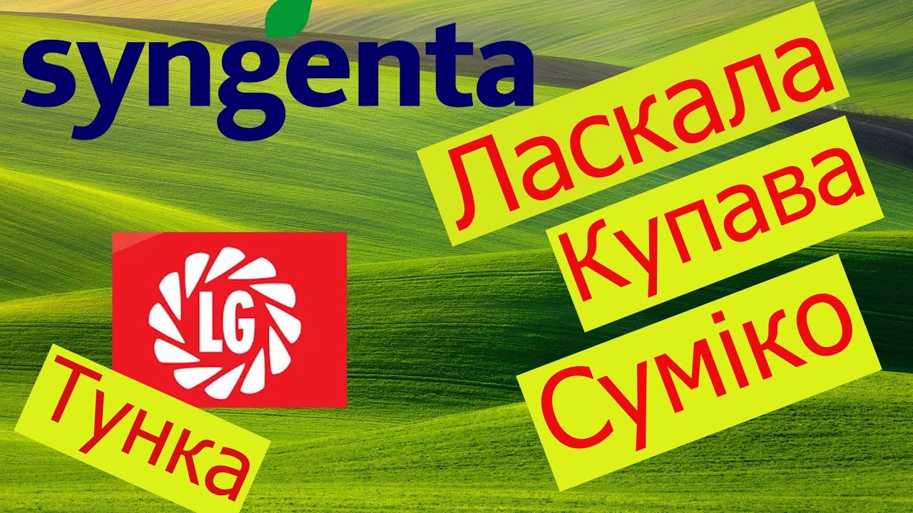 Відео про соняшкик LG Tunca(Лімагрейн Тунка),Syngenta Sumiko,Lascala,Kupava (Суміко,Ласкала,Купава)