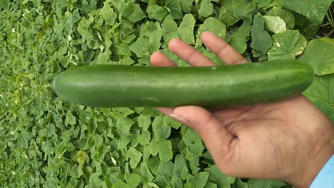 Sania (Simar) cucumber, Known you seed Taiwan #cucumber #bhanvad #khambhaliya