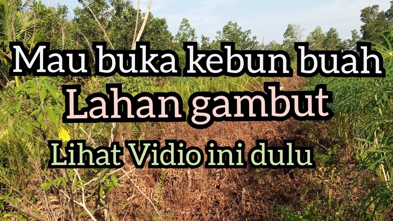 Pengelolaan awal lahan gambut untuk kebun jambu kristal