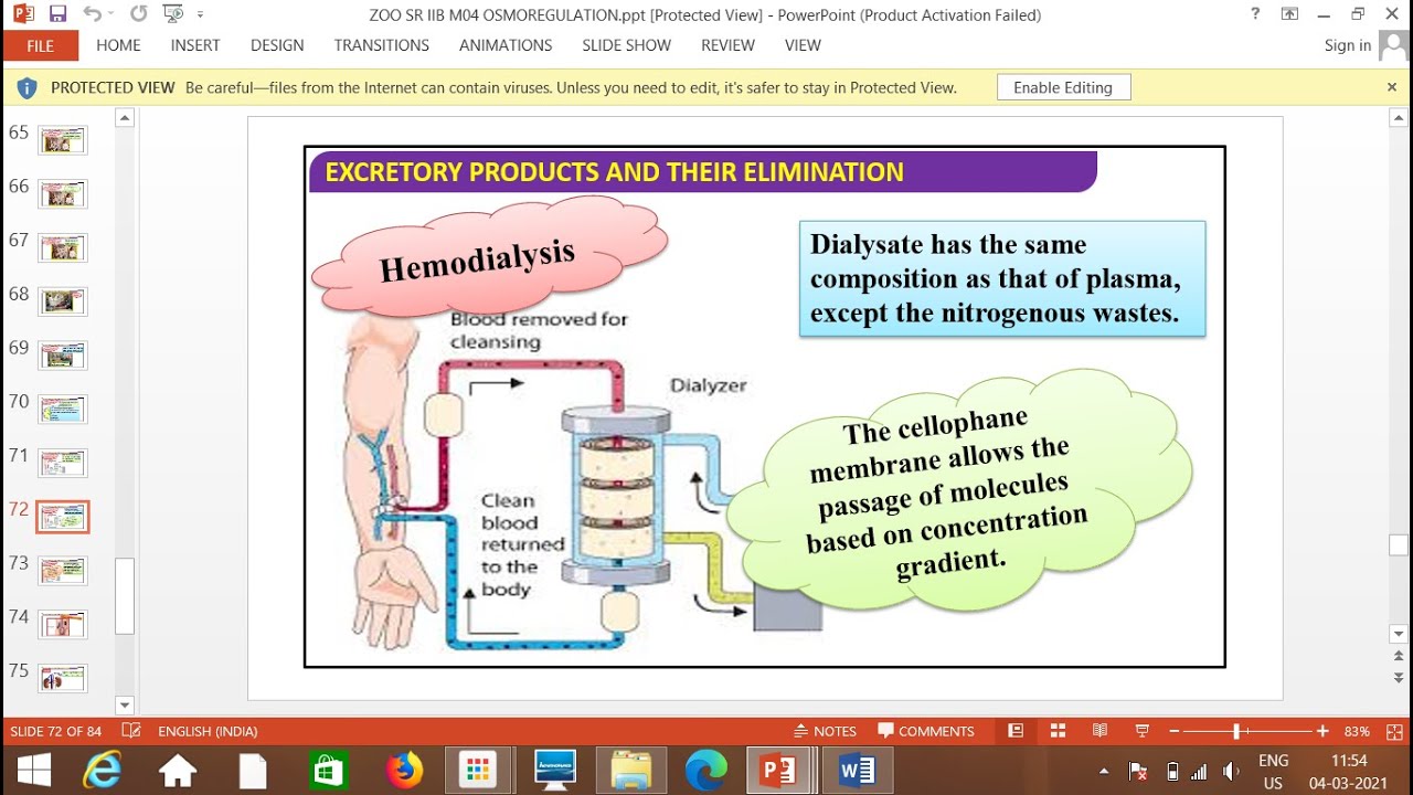 XIBIO EXCRETION&OSMOREGULATION   4