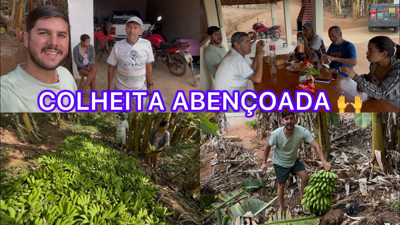 VEJAM QUANTAS BANANAS RENDEU EM 15 DIAS | aqui em nosso sítio !!! 🤩🙌
