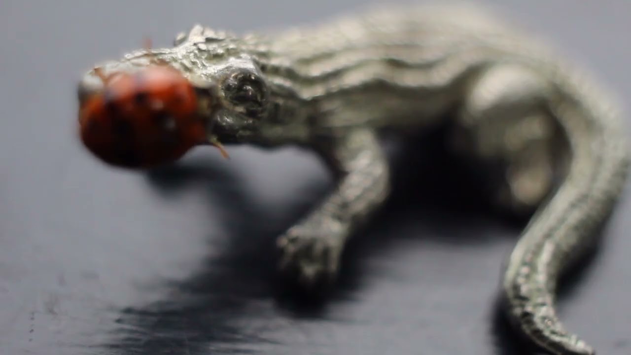 LadyBird ( Stroud film festival 2025)