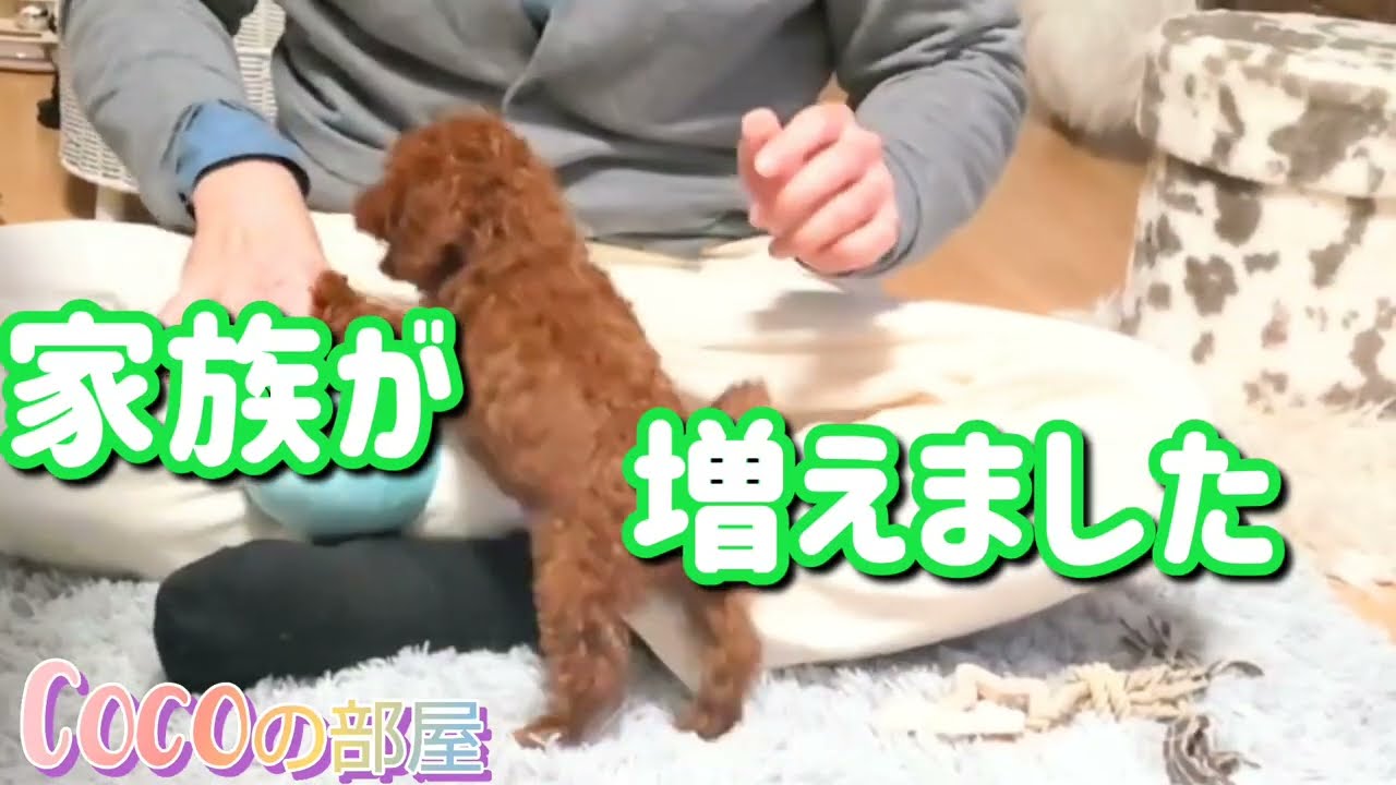 犬猫両方☆家族にするとこんなに賑やかになるとは…一護(いちご)くん紹介#cat#coco#スコティッシュフォールド 