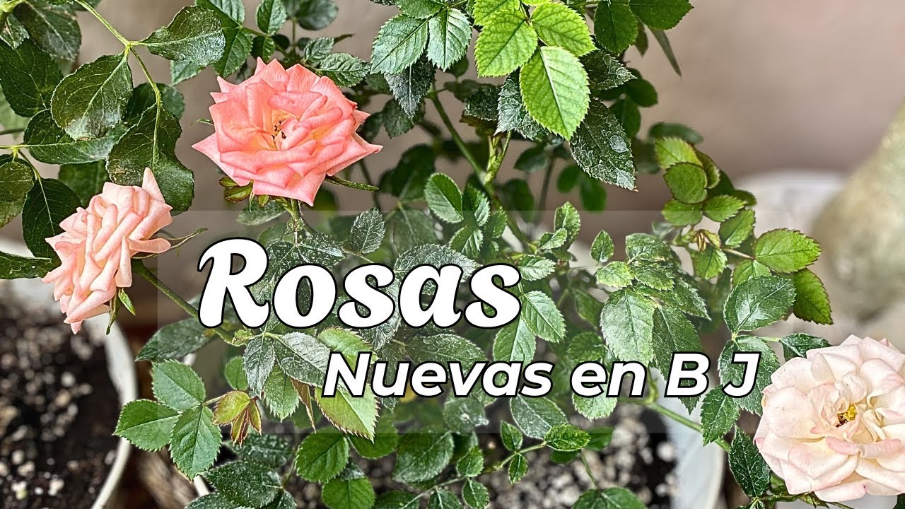 Preparando el hogar perfecto para mis nuevas rosas