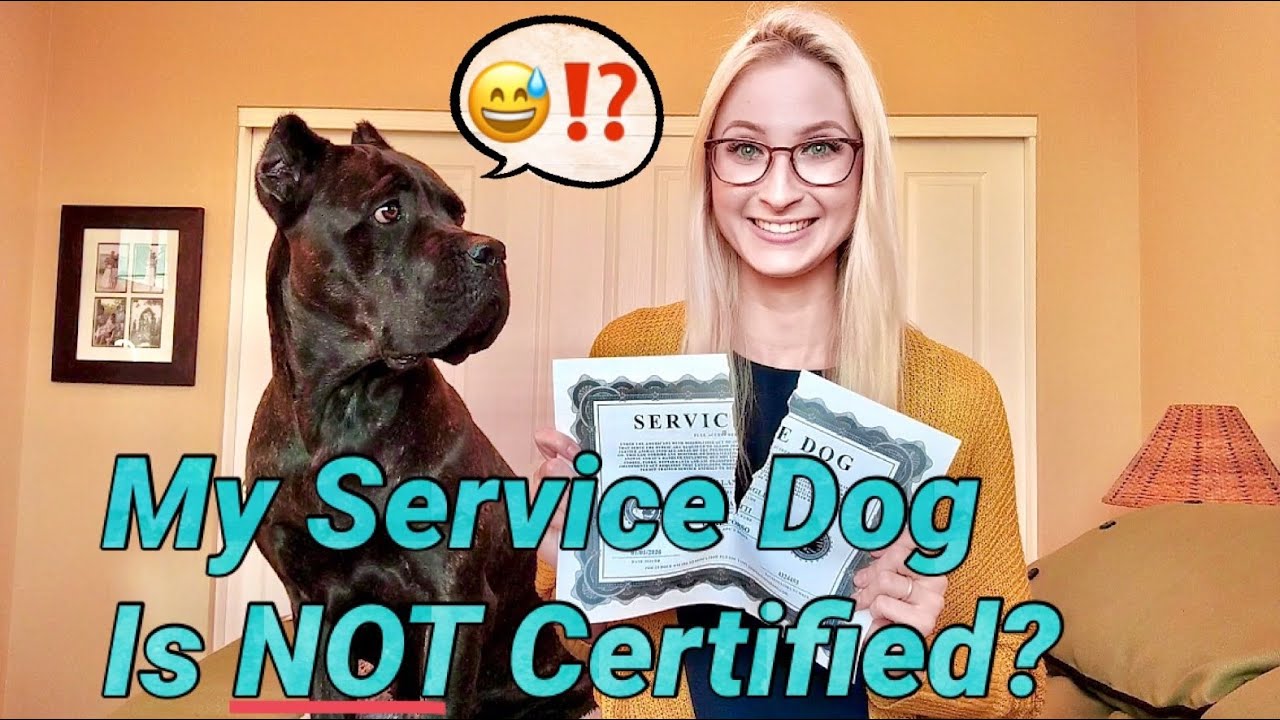 My Service Dog is NOT Certified? | LWSD #2