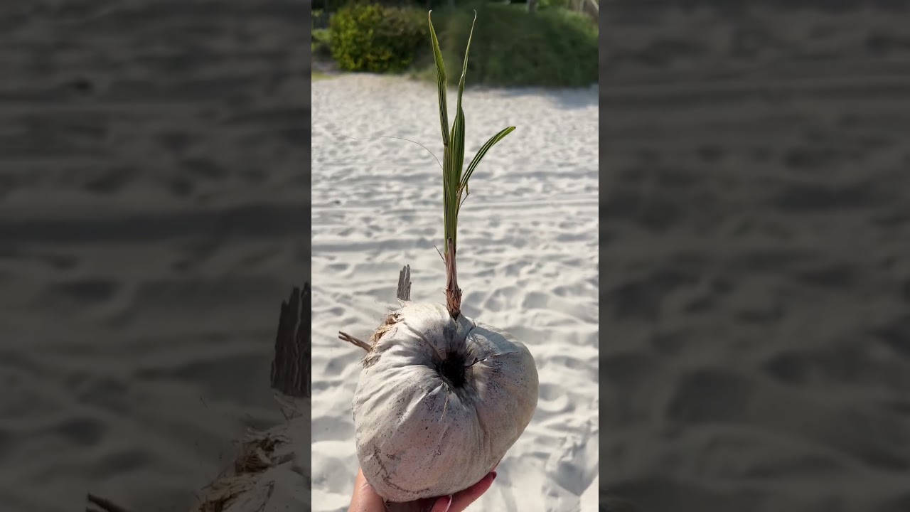 Did you know that palm trees grow from coconuts 🥥 🌴 Miami USA #miami #sunnyislesbeach #coconut