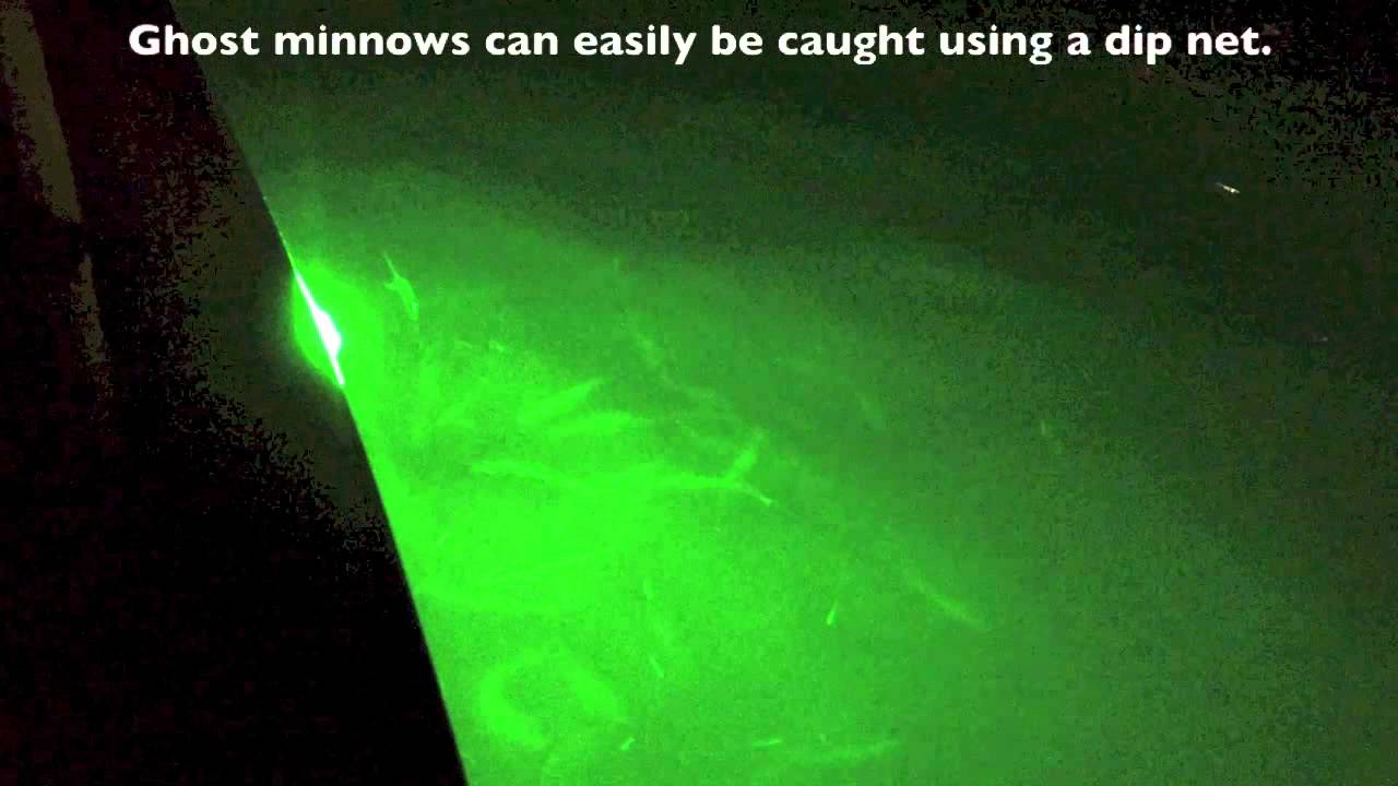 Wildcat Lights In Action On Hobie Pro Angler 12