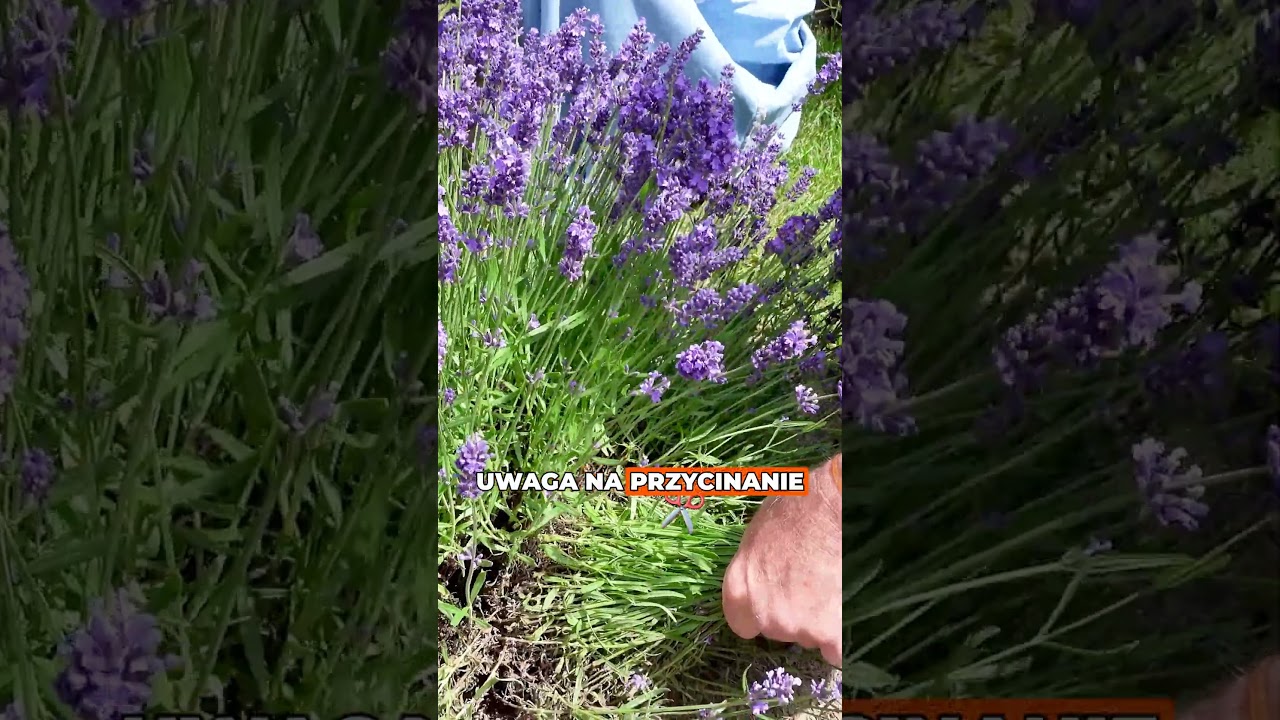 Lawenda &ndash; nie taka prosta w uprawie, jak się wydaje! 💜🌿