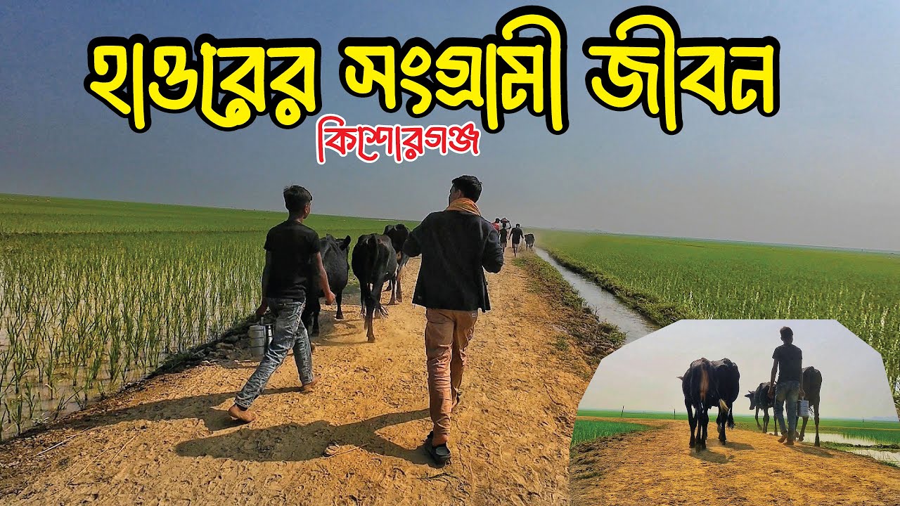 হাওরের সংগ্রামী জীবনযাপন / Challanging life at Haor / KIshorganj / Itna / Mithamoin / Ashtogram