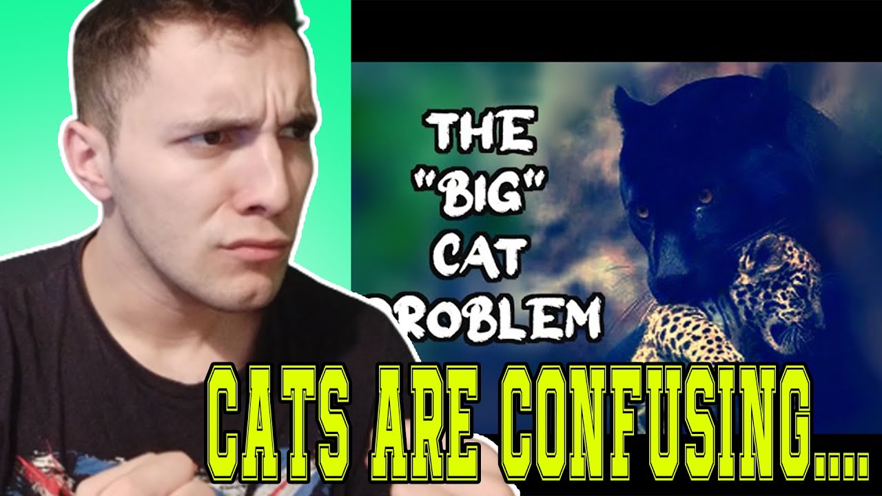 THE RIDICULOUSLY COMPLICATED WORLD OF CATS | CASUAL GEOGRAPHIC | **REACTION**