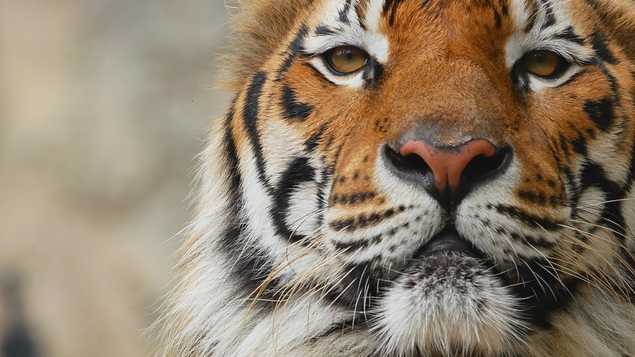 Animal Legal Defense Fund 2018 Victories