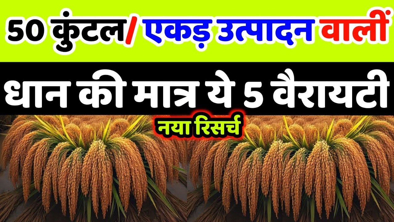भारत में सबसे ज्यादा उत्पादन वालीं धान की मात्र ये 5 वैरायटी | dhan ki top variety | dhan ki kheti