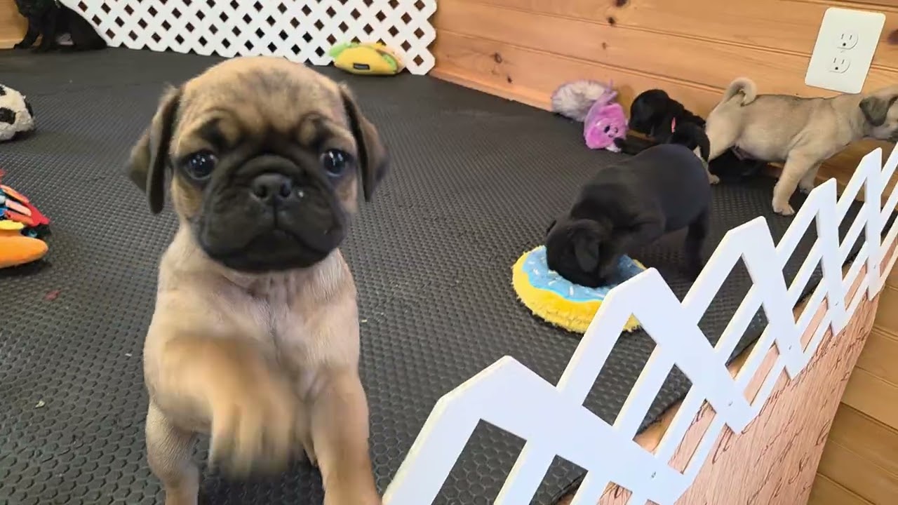 Brisket's litter. 6 wks old. 