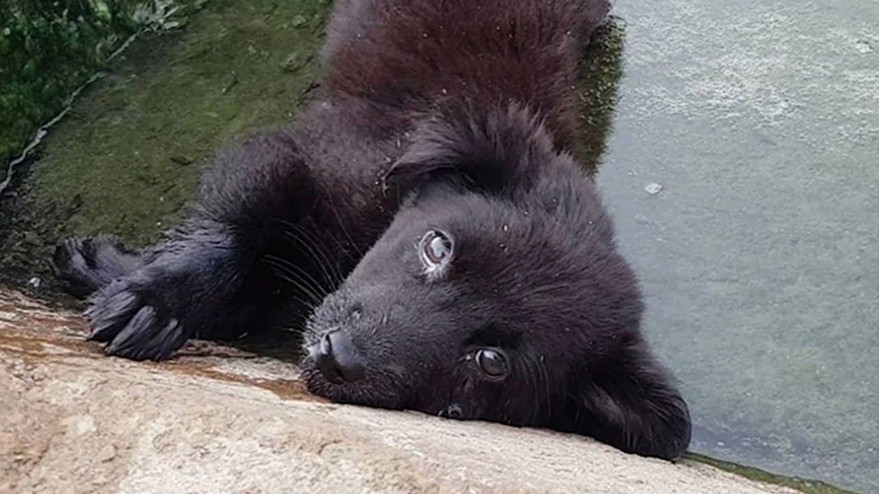 Watch this puppy who couldn't even STAND learn to RUN