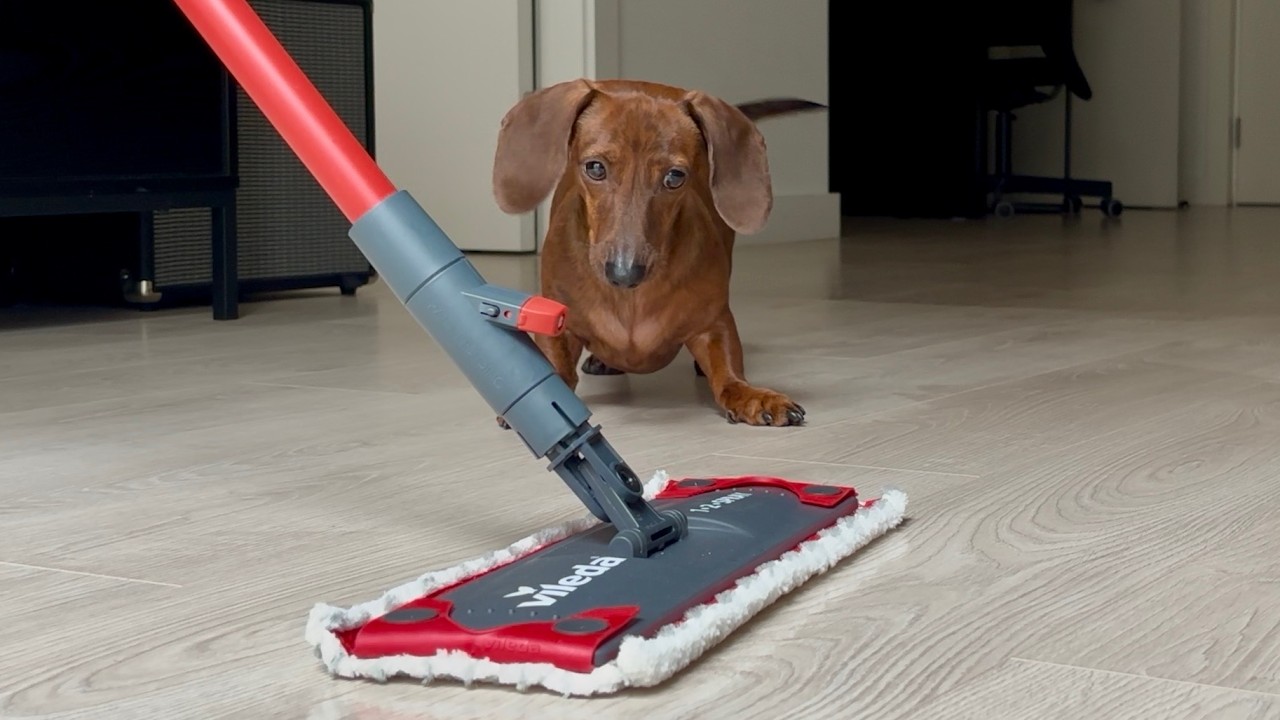 Mini dachshund 