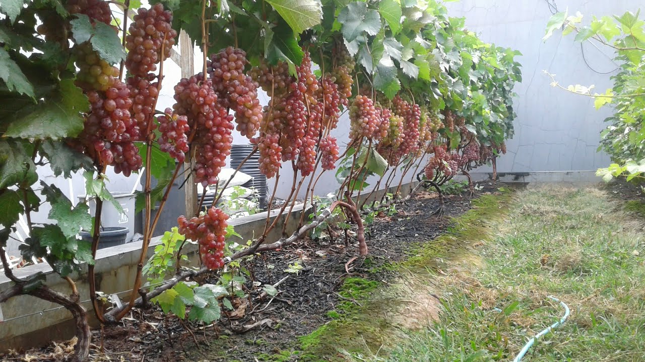 Anggur jupiter #perkembangan verasion