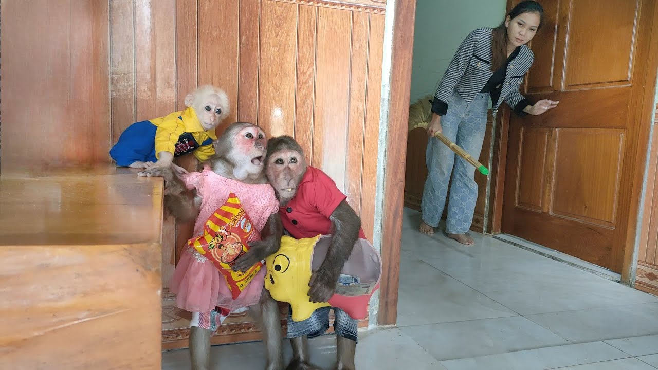 Mom scolded monkey KuKu because secretly taking money to buy snacks