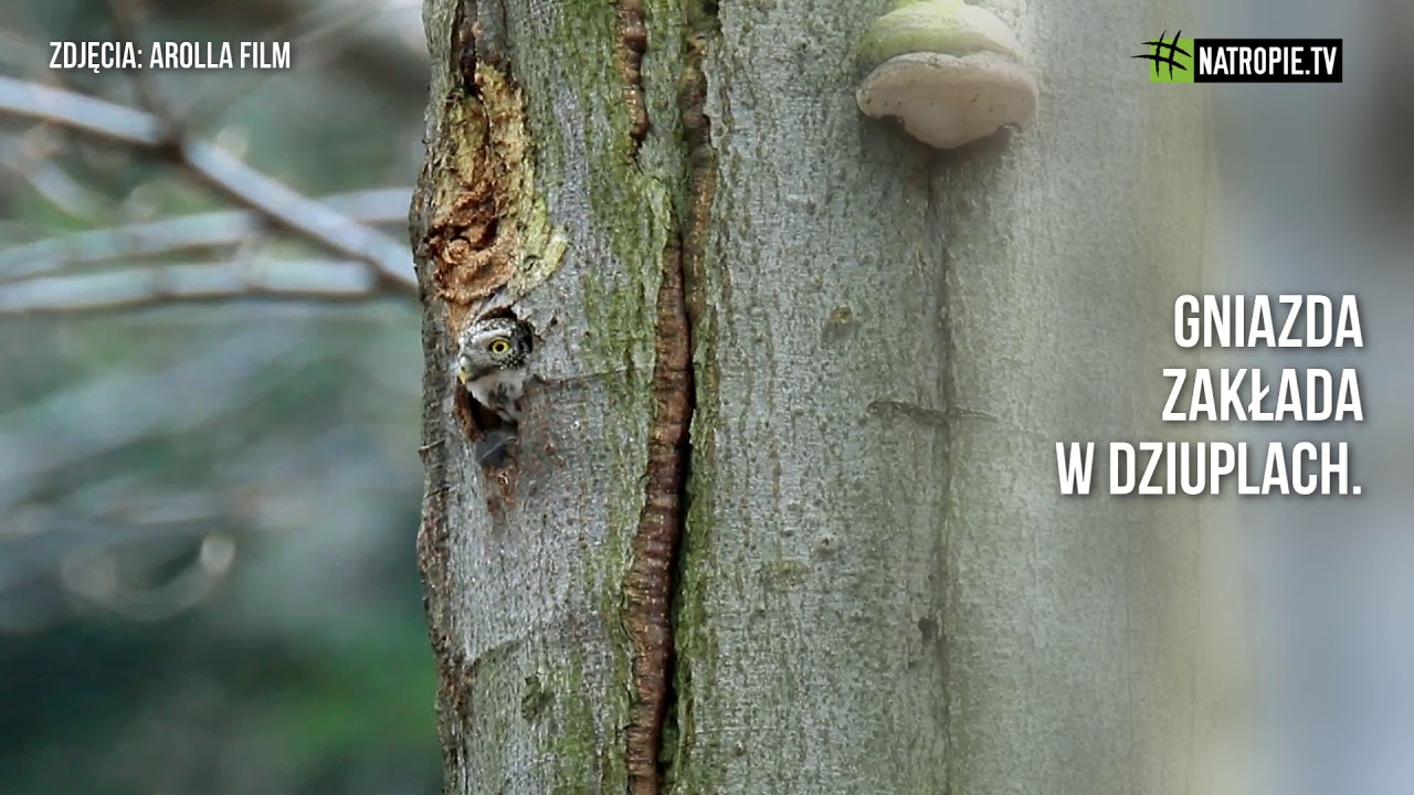 #kierunekwilczegóry | Sóweczka