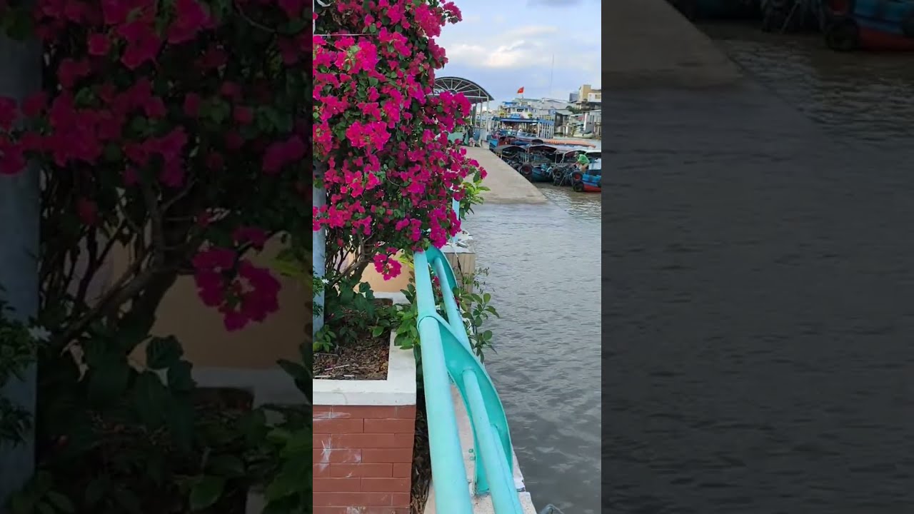 LONG MỸ MIỀN TÂY đang phát trực tiếp! CÔNG VIÊN LẠC HỒNG CỒN TÂN LONG CẦU RẠCH MIỄU MỜI CÁC BẠN XEM