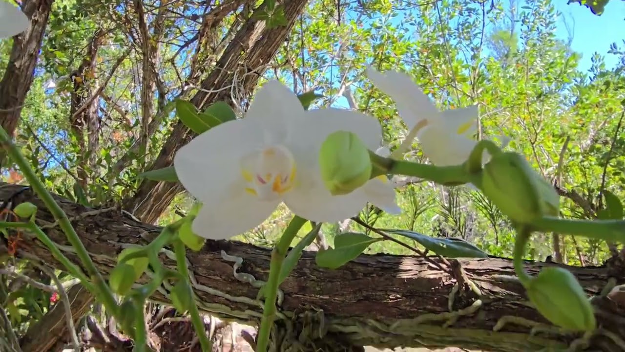 Orchids in bloom March 10, 2026 ... Sanibel Island.