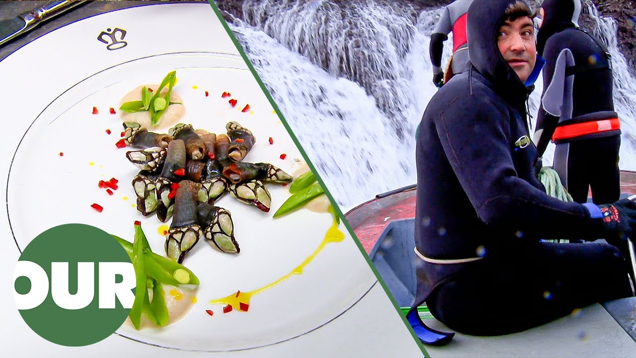 Why Gooseneck Barnacles Cost More Than Gold (Percebes) | Feeding The Super Rich | Our Taste