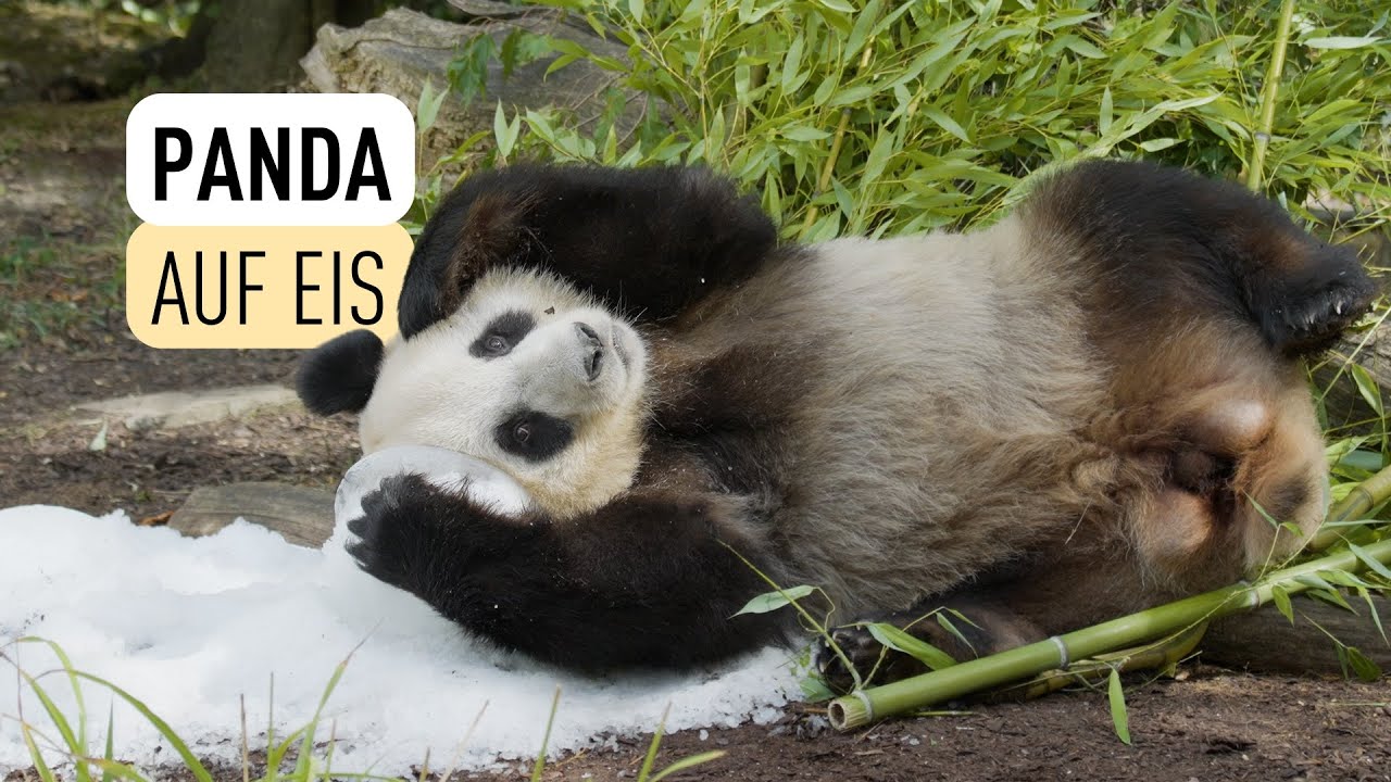Wenn man einem Großen Panda Crushed Ice gibt... I Tiergarten Schönbrunn