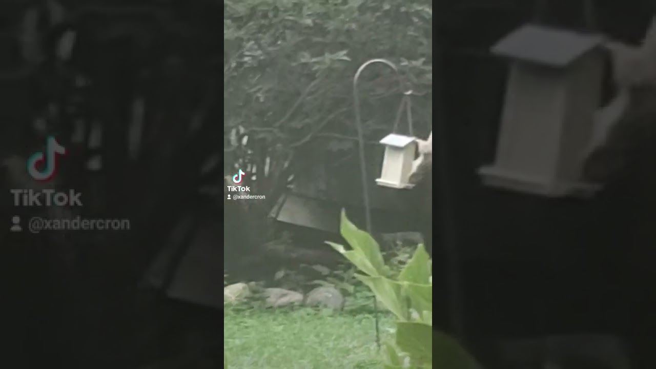Fluffy Tree Rat: Stomp On The Devil