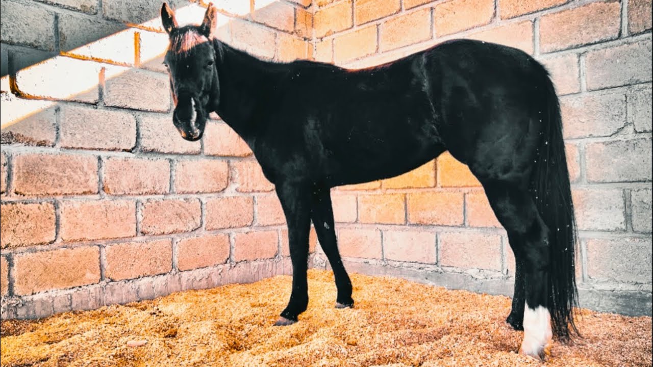 ASI SE CONSTRUYE UNA CABALLERIZA O PESEBRE PARA CABALLO #parientes del rancho #martinloza