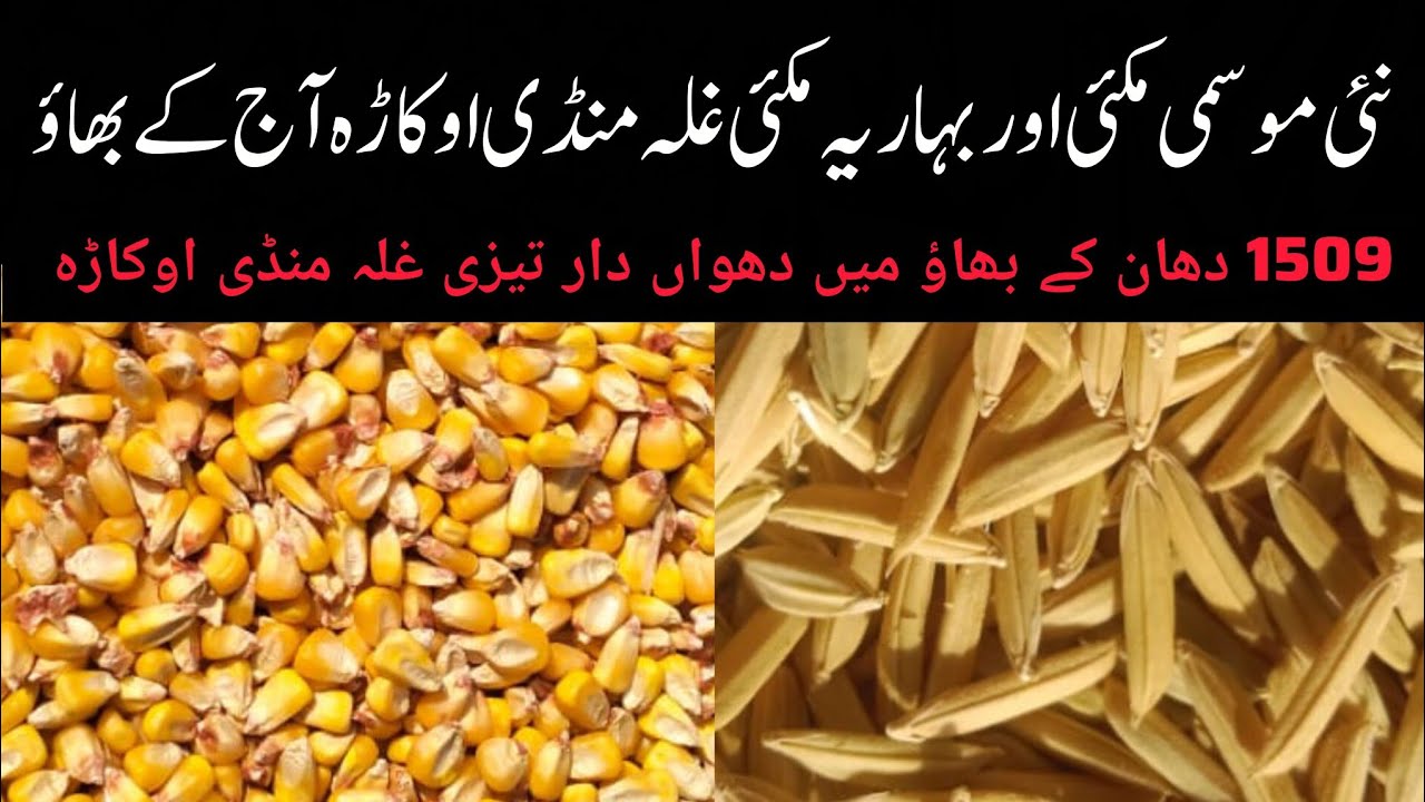 Maize mandi rate // DHAN mandi rate // okara mandi ajnas rate 20.10.2025