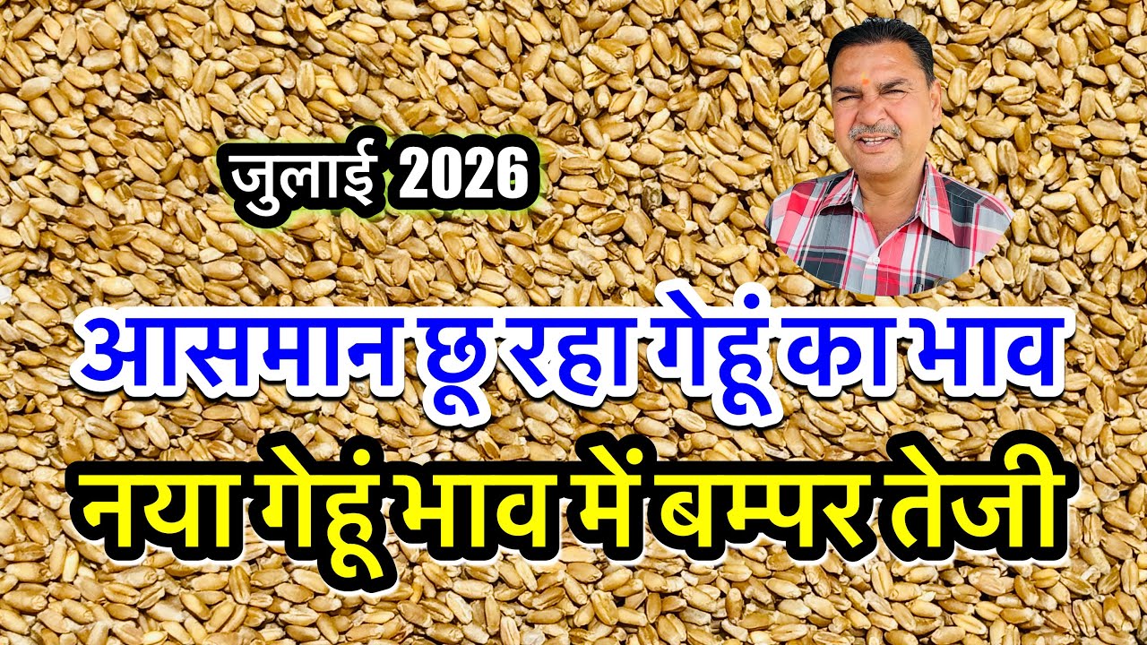 गेहूं में जबरदस्त तेजी, गेहूँ में बम्पर उछाल, गेहूं भाव आसमान छू रहा, गेहूं का ताजा भाव आज अलवर मंडी