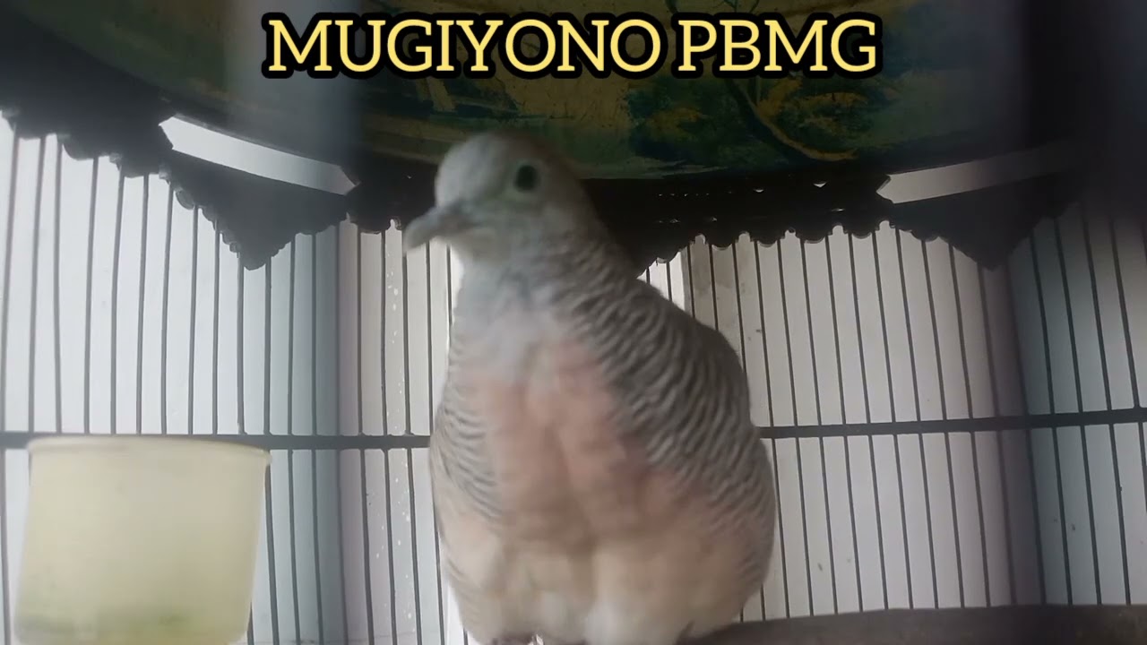 PANCINGAN SUARA BURUNG PERKUTUT BANGKOK MANGGUNG GACOR
