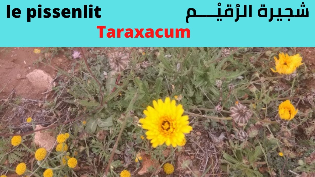 شجيرة الرُقيْــــم  le pissenlit