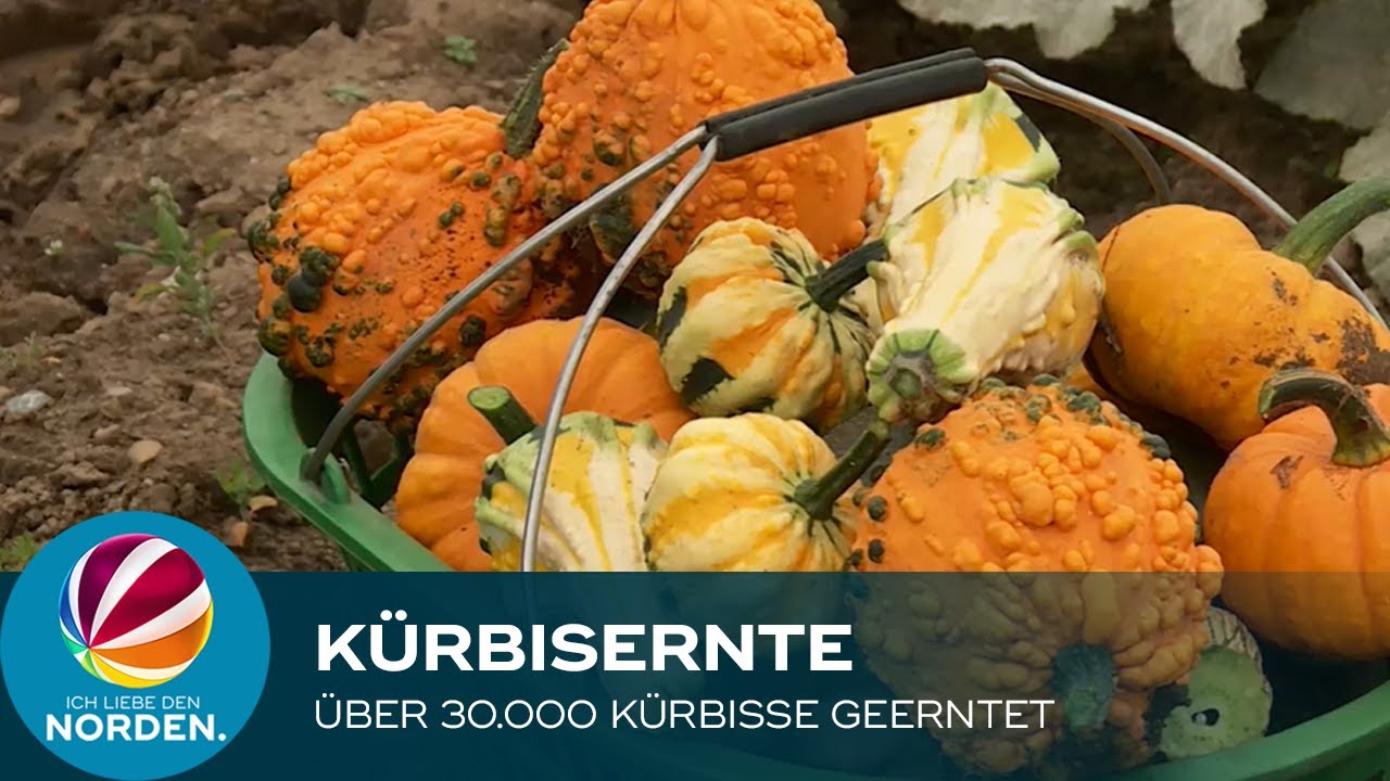 Knochenjob: 30.000 K&uuml;rbisse in Braak geerntet