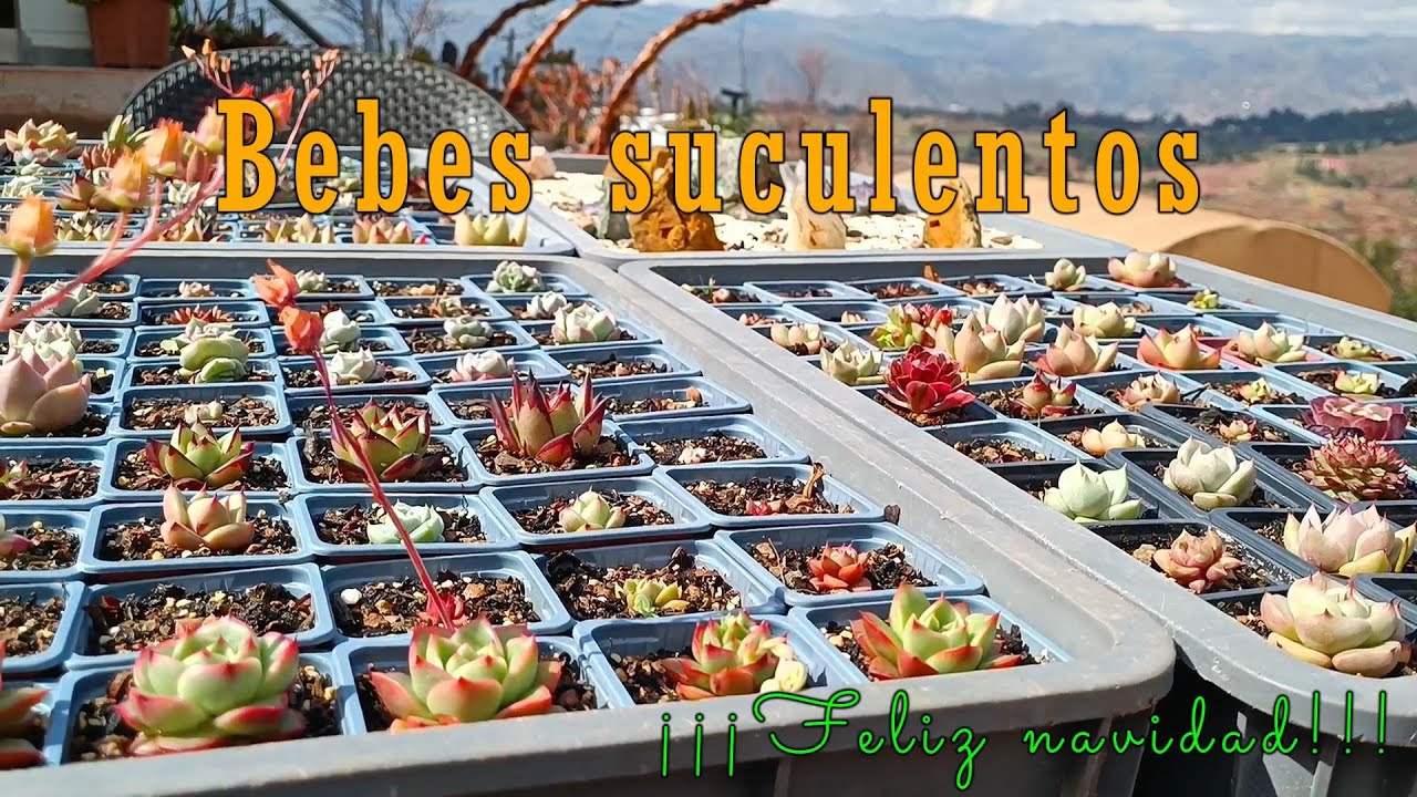 Bebes suculentos cada día más hermosos  #semillas #suculentas #new