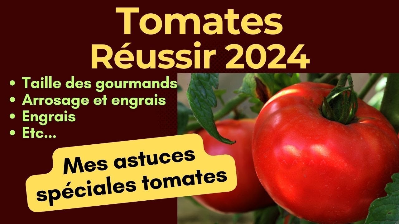 1ère taille des tomates 2024, taille, arrosage, engrais, etc