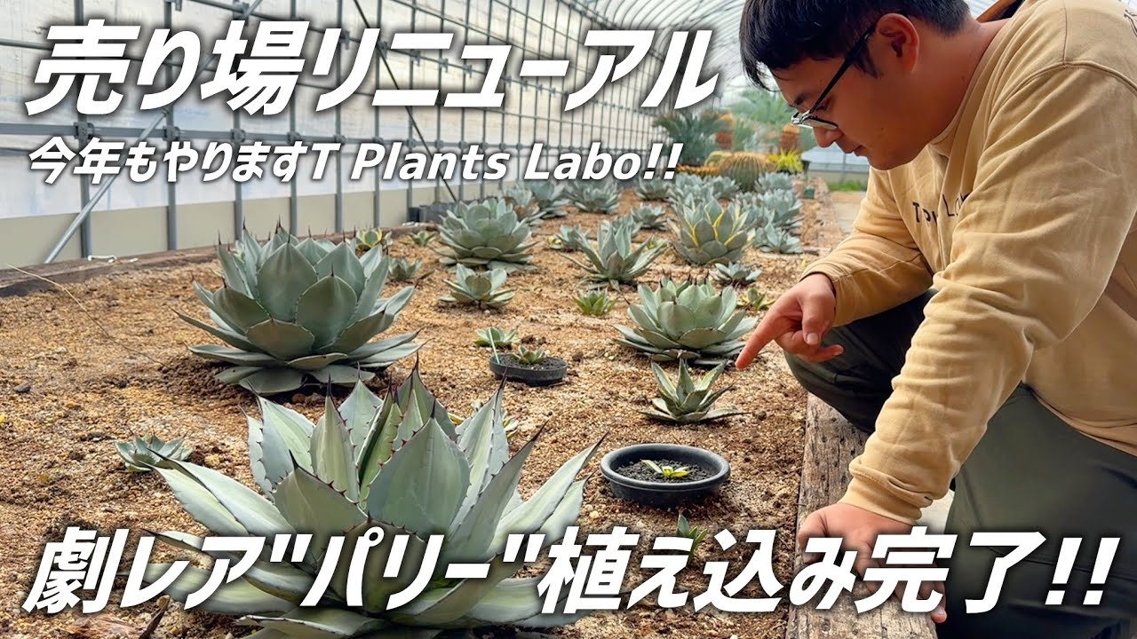 【アガベ】パリー畑をリニューアルしたのでレア株をご紹介します!!