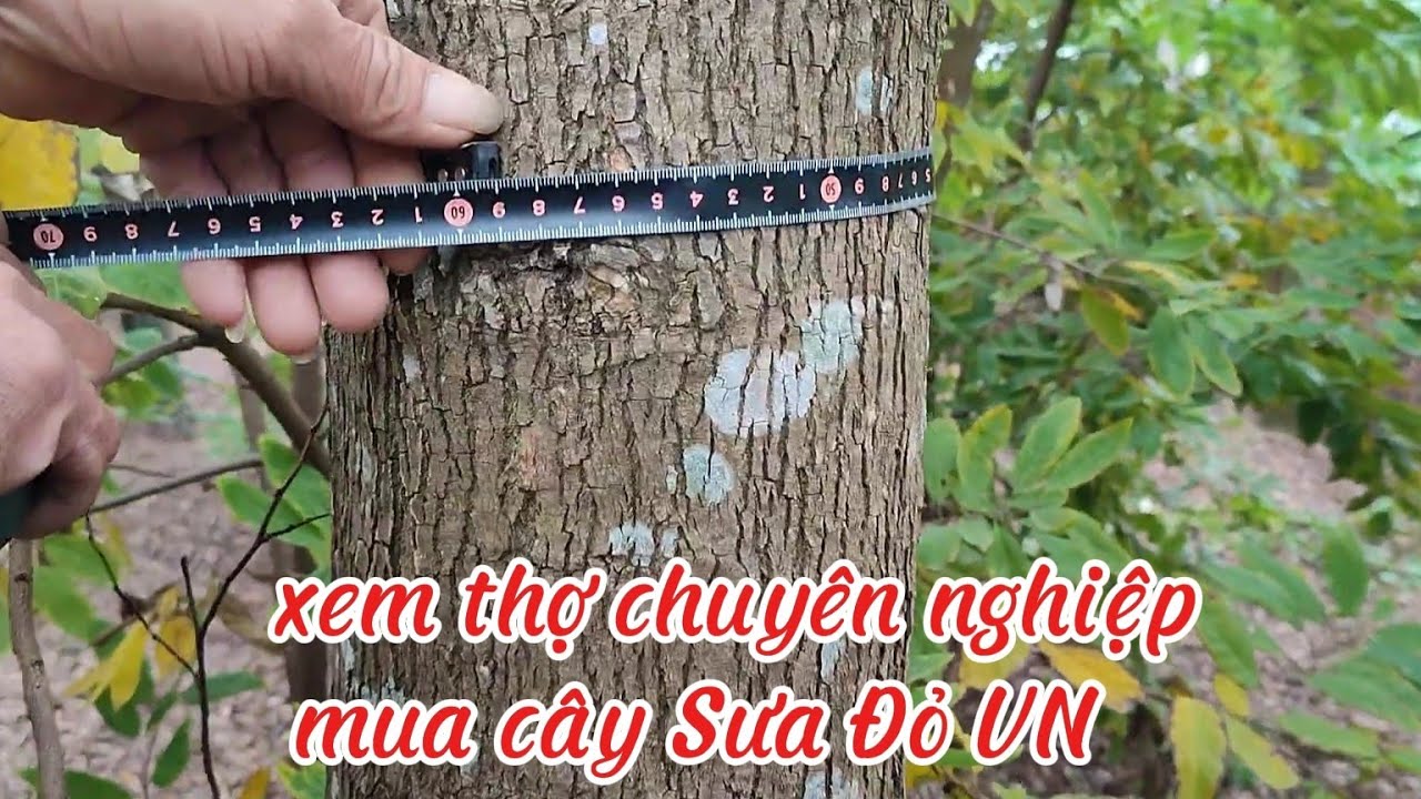 Xem thợ chuyên nghiệp MUA CÂY SƯA ĐỎ VN như thế nào 