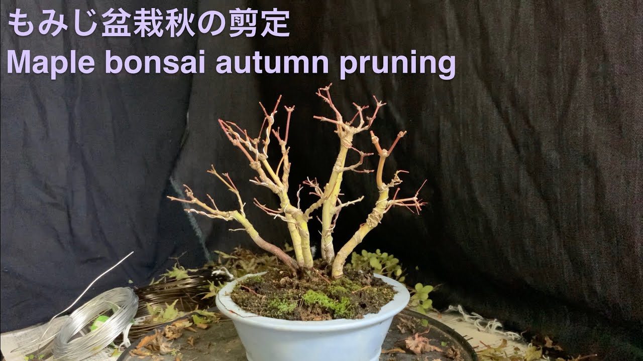 もみじ盆栽秋の剪定 Maple bonsai autumn pruning