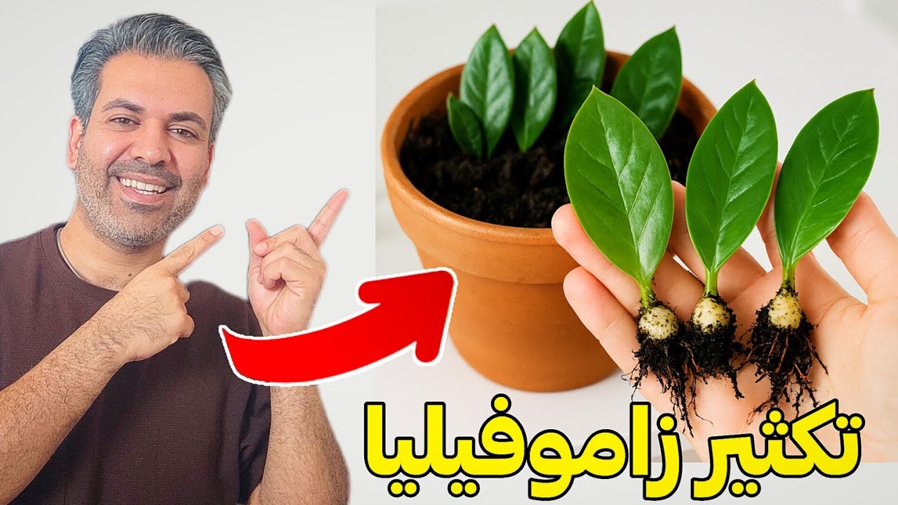 زاموفیلیا رو هزار برابر کن | تکثیر برگ ساقه و نتیجه بعد از چند ماه
