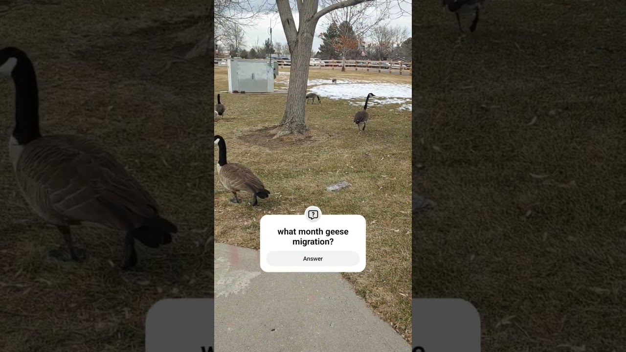 Geese is on the neighborhood 