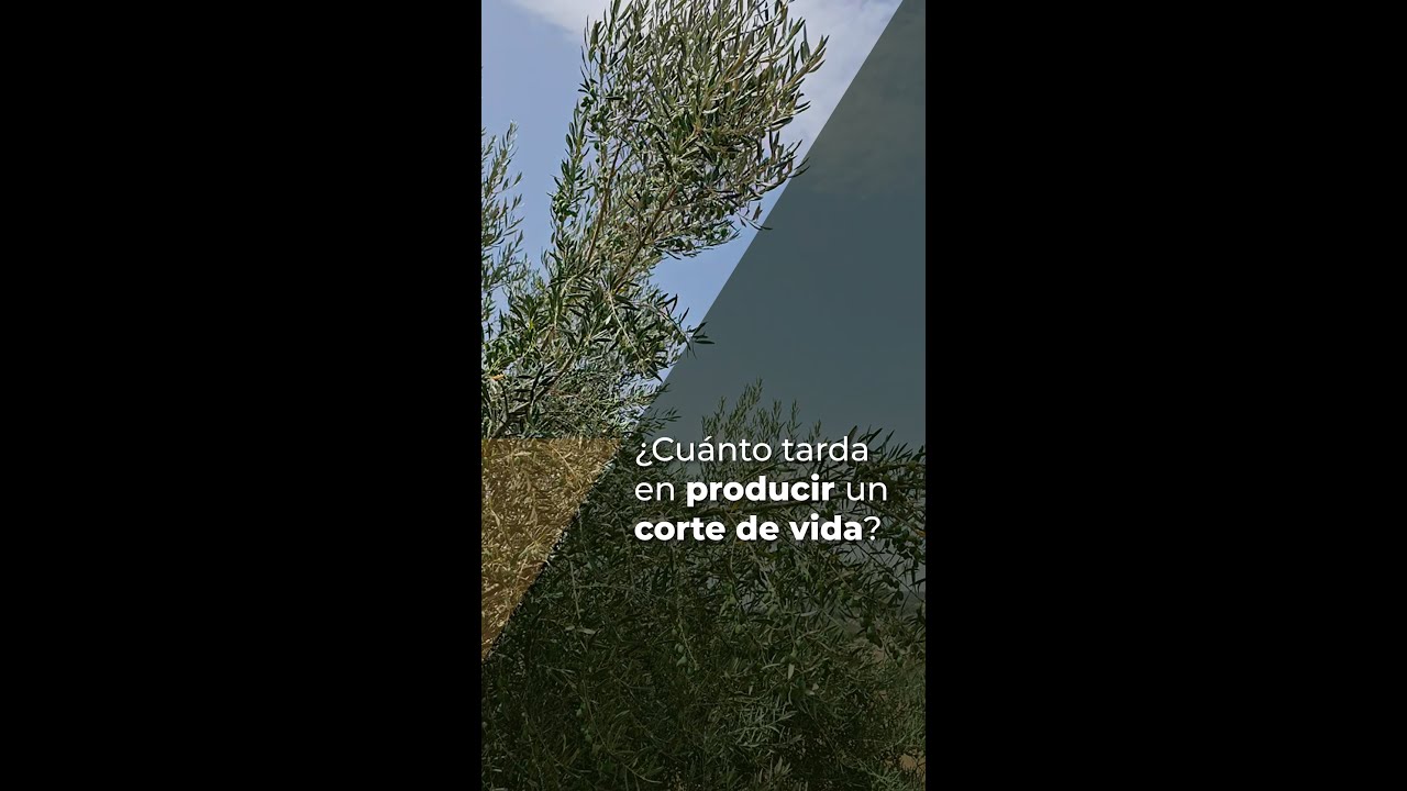 &iquest;CU&Aacute;NTO TARDA EN PRODUCIR UN CORTE DE VIDA?