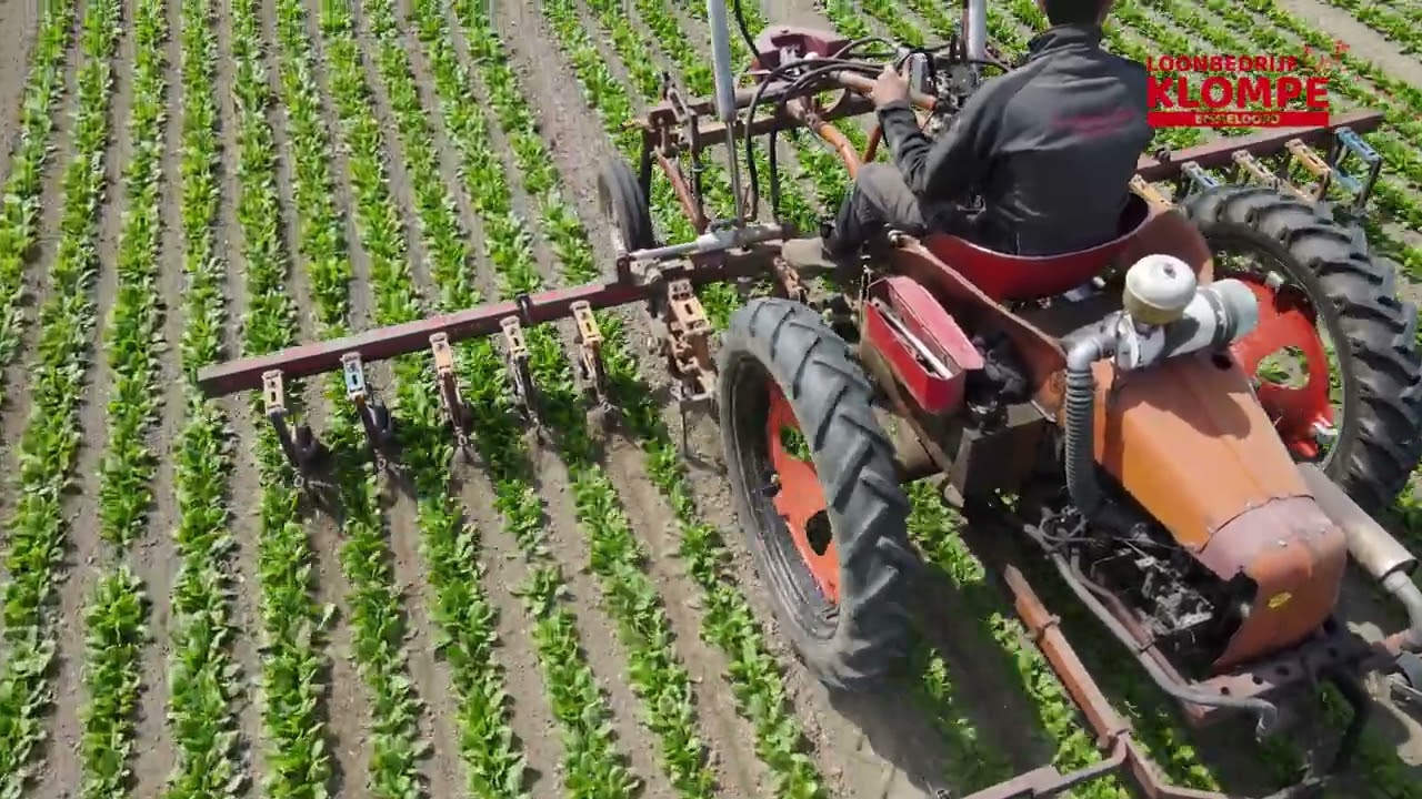 Schoffelen spinazi 2022