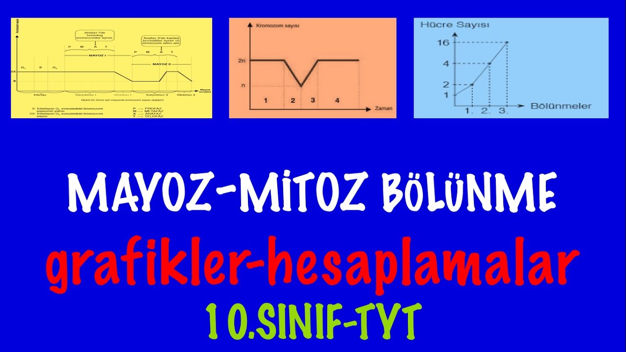 MAYOZ-MİTOZ BÖLÜNME GRAFİKLERİ-HESAPLAMALAR