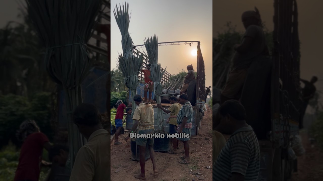 Bismarkia palms big size loading