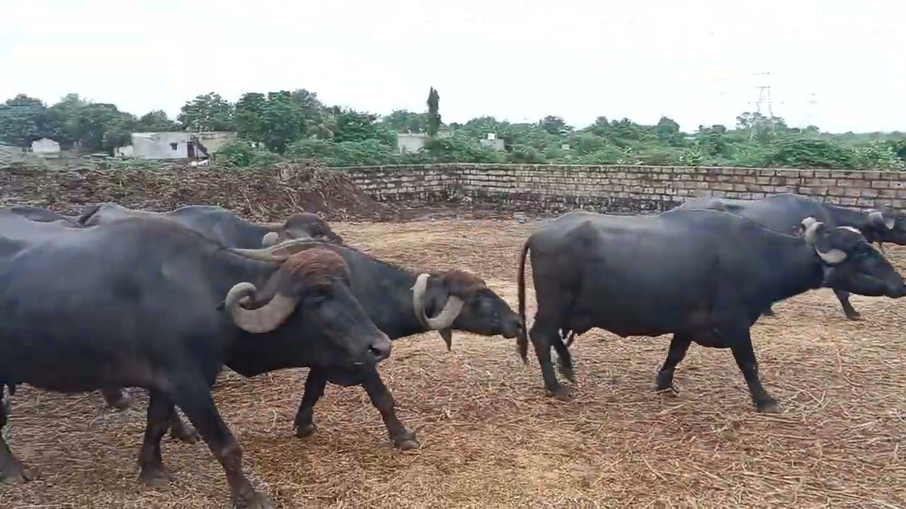 Gujarat most famous breed jafrabadi in my farm 100+ collection #devv_gadhvi_buffalofarm