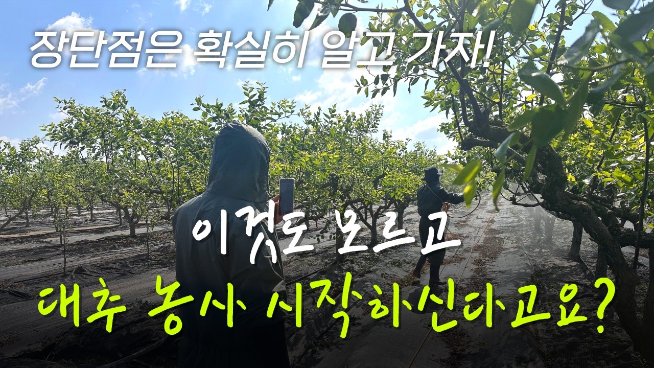 왜 은퇴 후 대추 농사를 선택할까? 재배 장점과 단점 총정리